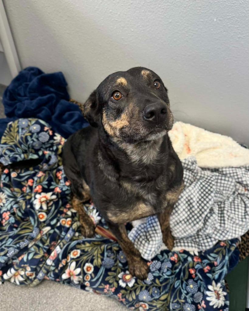 Enlarge Willie, a Adoptable Mixed Breed in Grand Forks, ND image 5/6