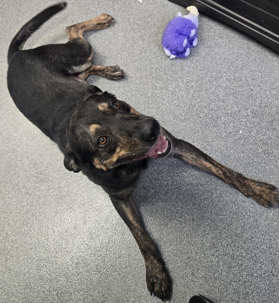 Enlarge Willie, a Adoptable Mixed Breed in Grand Forks, ND image 5/5