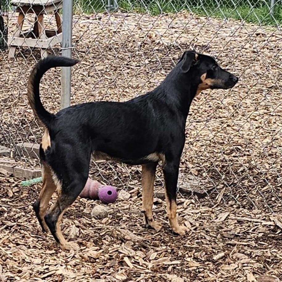 Enlarge Mara, a Adoptable Hound in Ringwood, NJ image 3/3