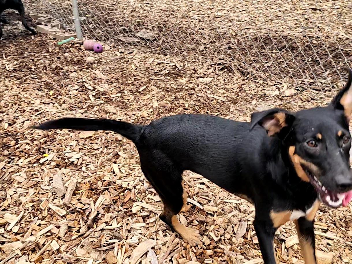 Enlarge Mara, a Adoptable Hound in Ringwood, NJ image 2/3