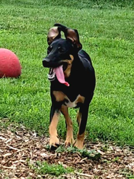 Enlarge Mara, a Adoptable Hound in Ringwood, NJ image 1/3