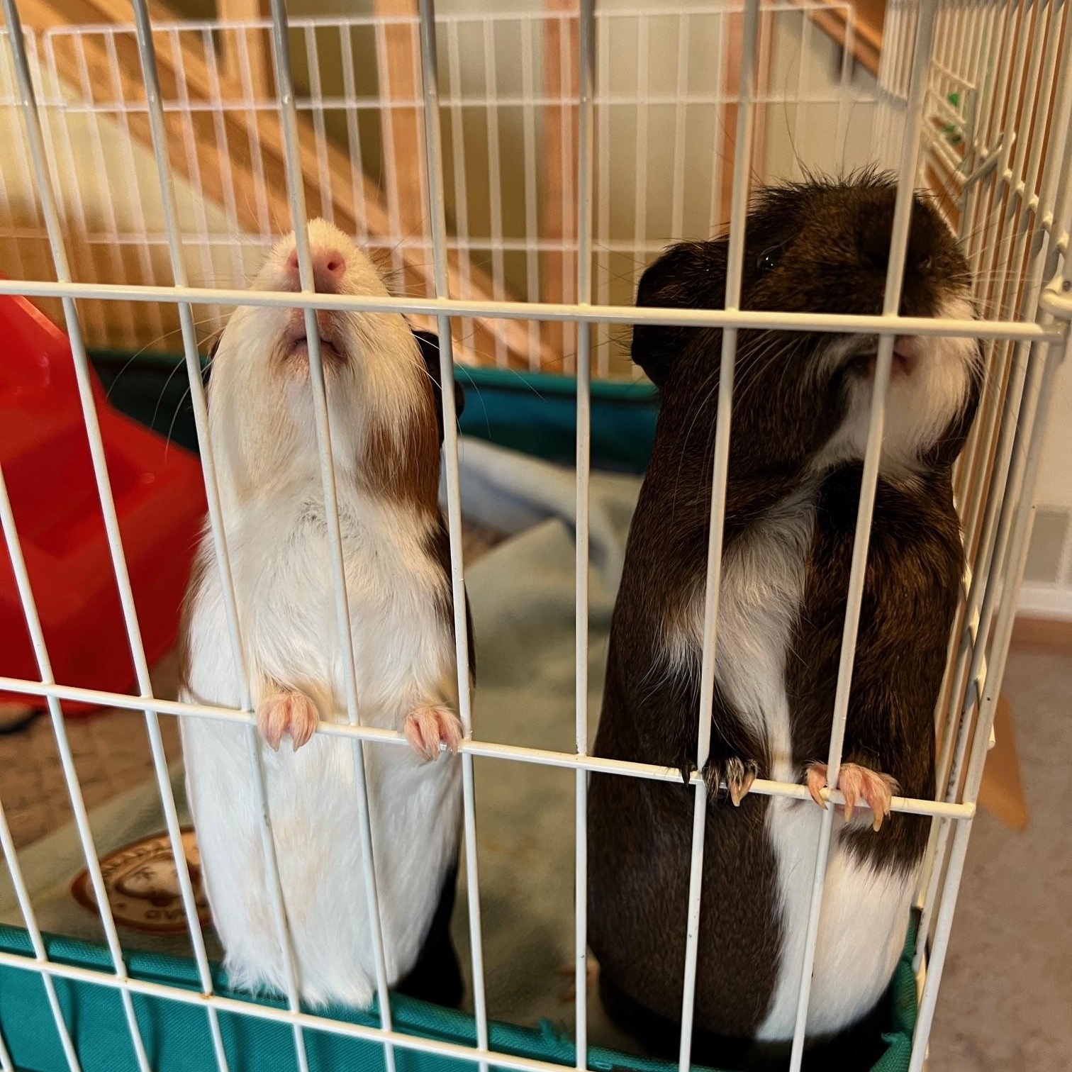 Sourdough and Brioche, adopted, Baby Female Short-Haired.