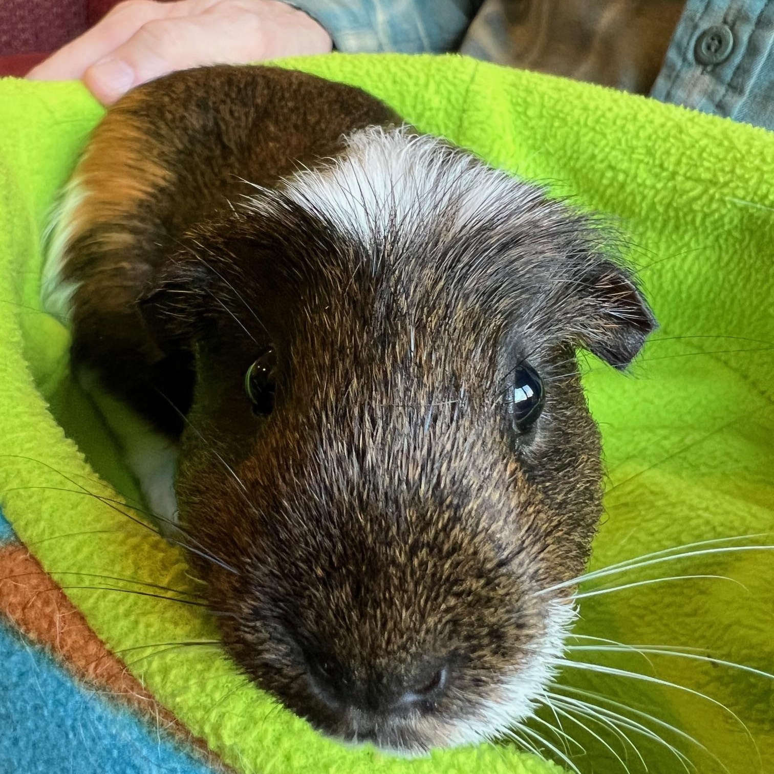 Enlarge Sourdough and Brioche, an adopted Short-Haired in Wellington, CO image 6/6