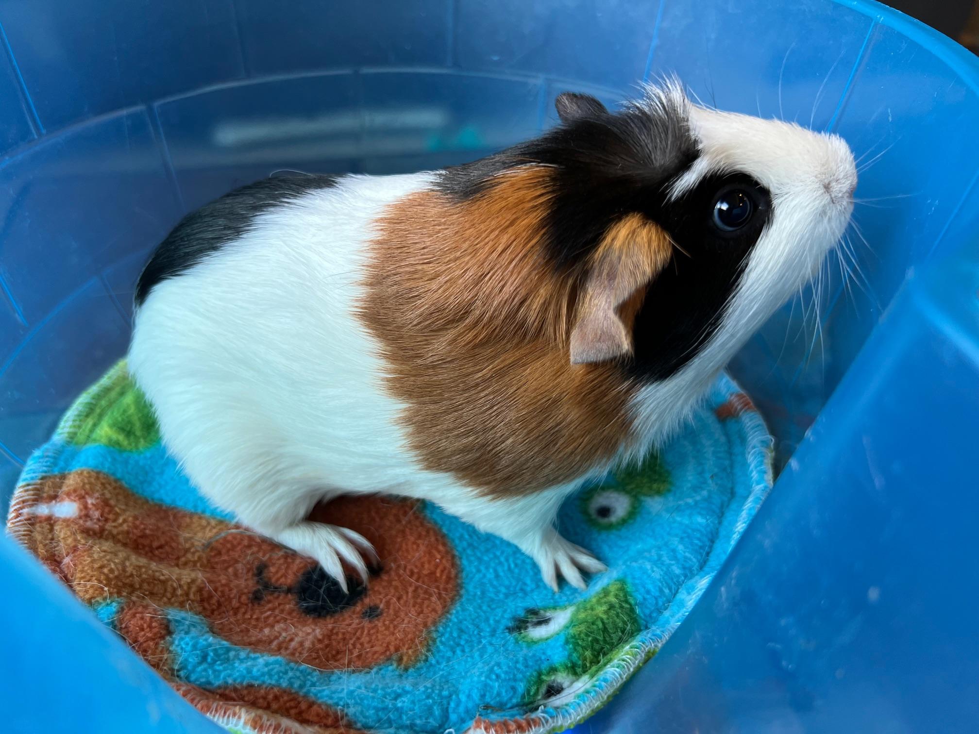 Enlarge Sourdough and Brioche, an adopted Short-Haired in Wellington, CO image 2/6