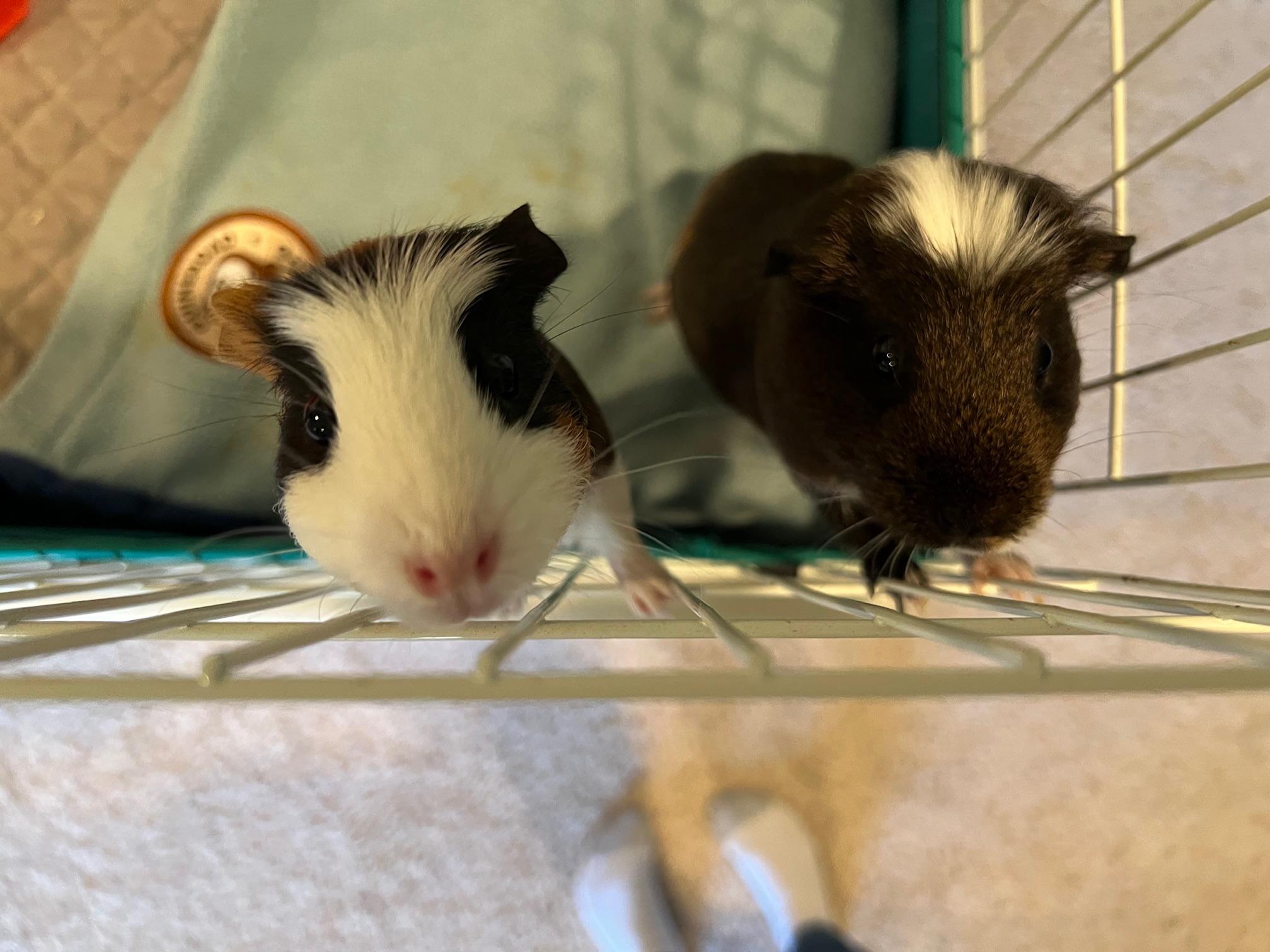 Enlarge Sourdough and Brioche, an adopted Short-Haired in Wellington, CO image 4/6
