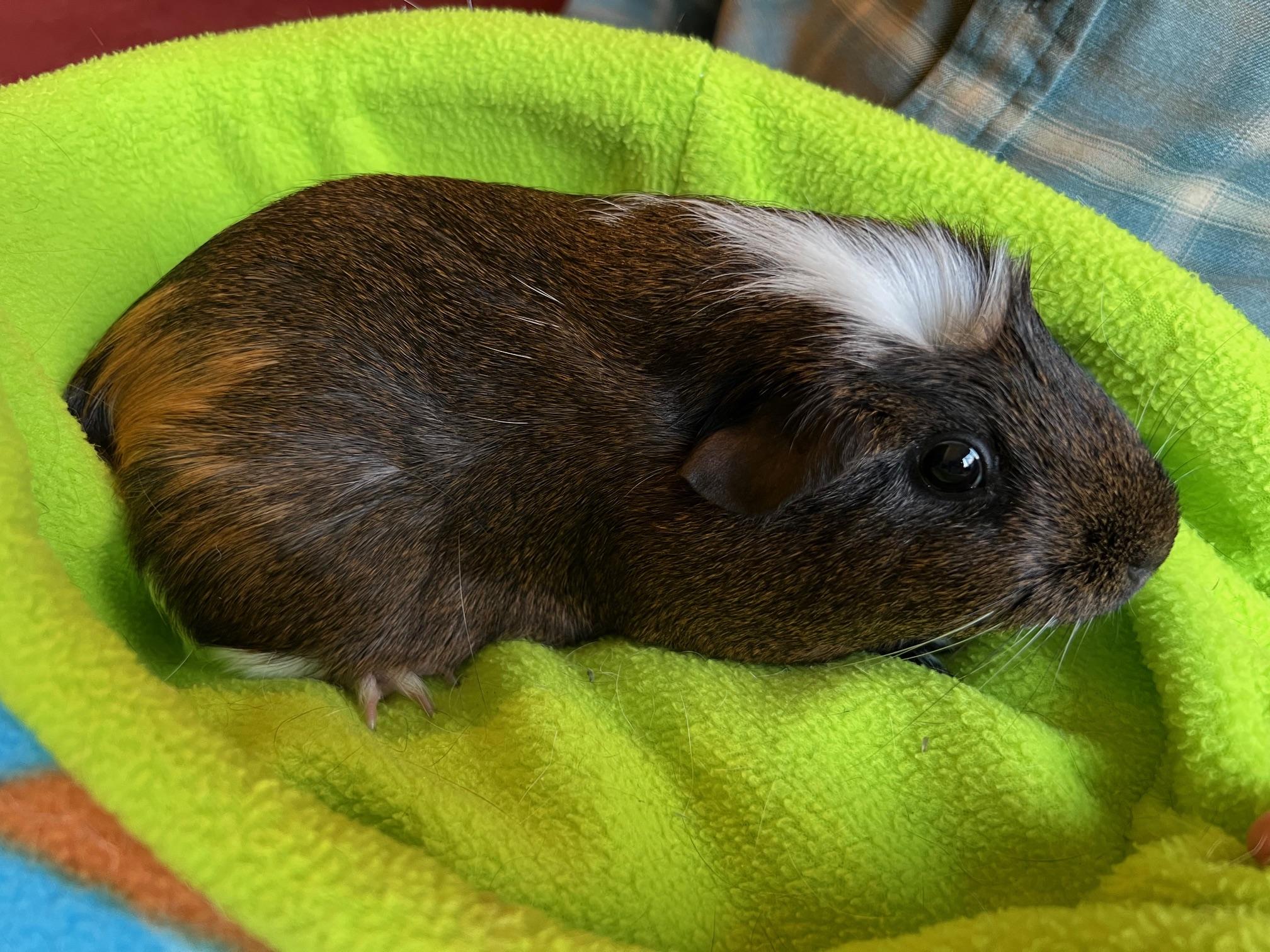Enlarge Sourdough and Brioche, an adopted Short-Haired in Wellington, CO image 3/6