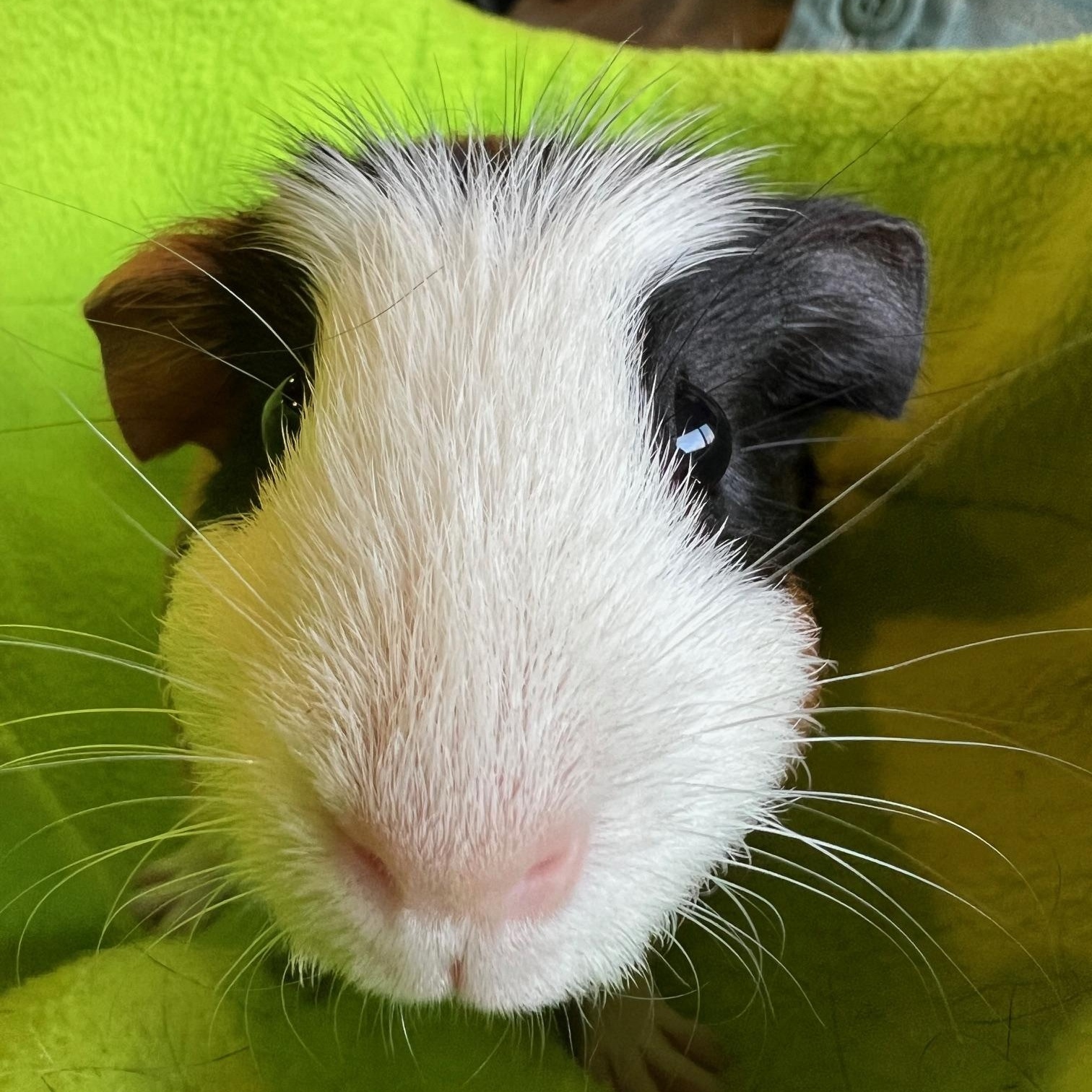 Enlarge Sourdough and Brioche, an adopted Short-Haired in Wellington, CO image 5/6