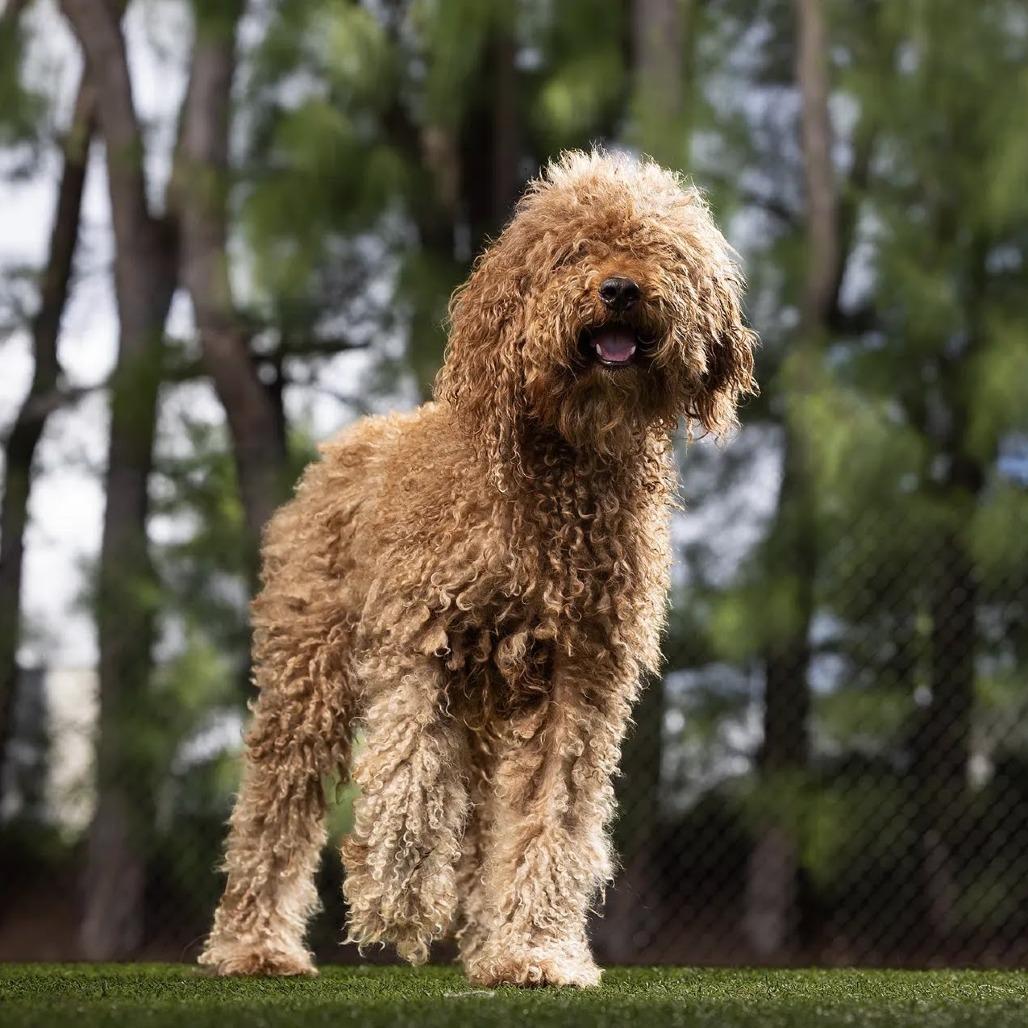 Celebrating Over 20 Years of Pet Adoption | Petfinder