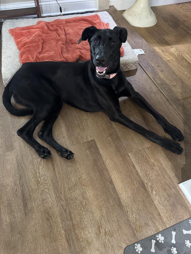 Enlarge Scarlett, a Adoptable mixed breed in Evansville, IN image 1/6