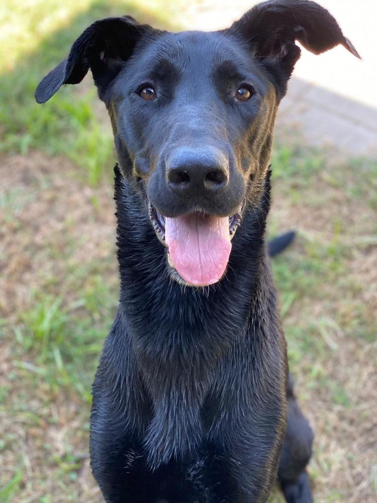 Enlarge Scarlett, a Adoptable mixed breed in Evansville, IN image 2/6