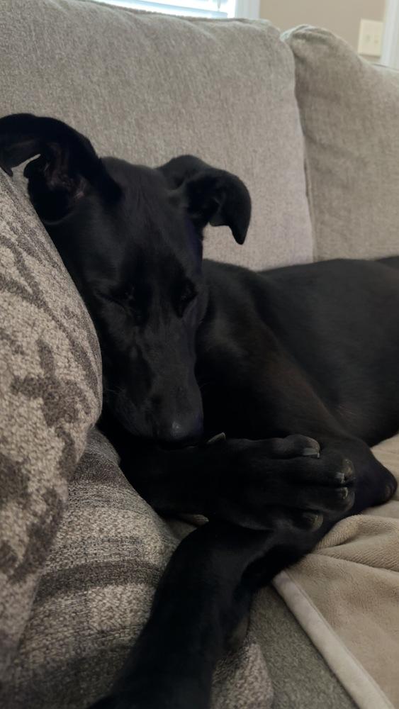 Scarlett thumbnail 3