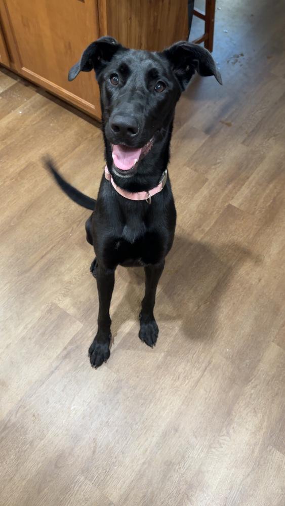 Scarlett thumbnail 4