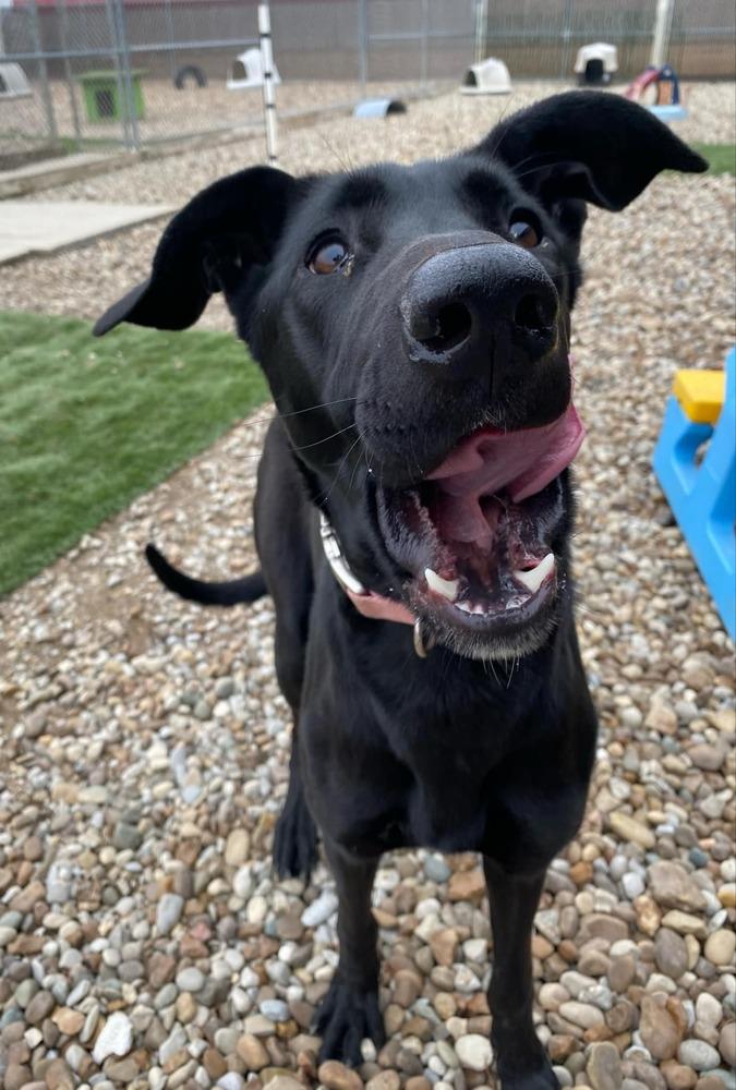 Enlarge Scarlett, a Adoptable mixed breed in Evansville, IN image 5/6