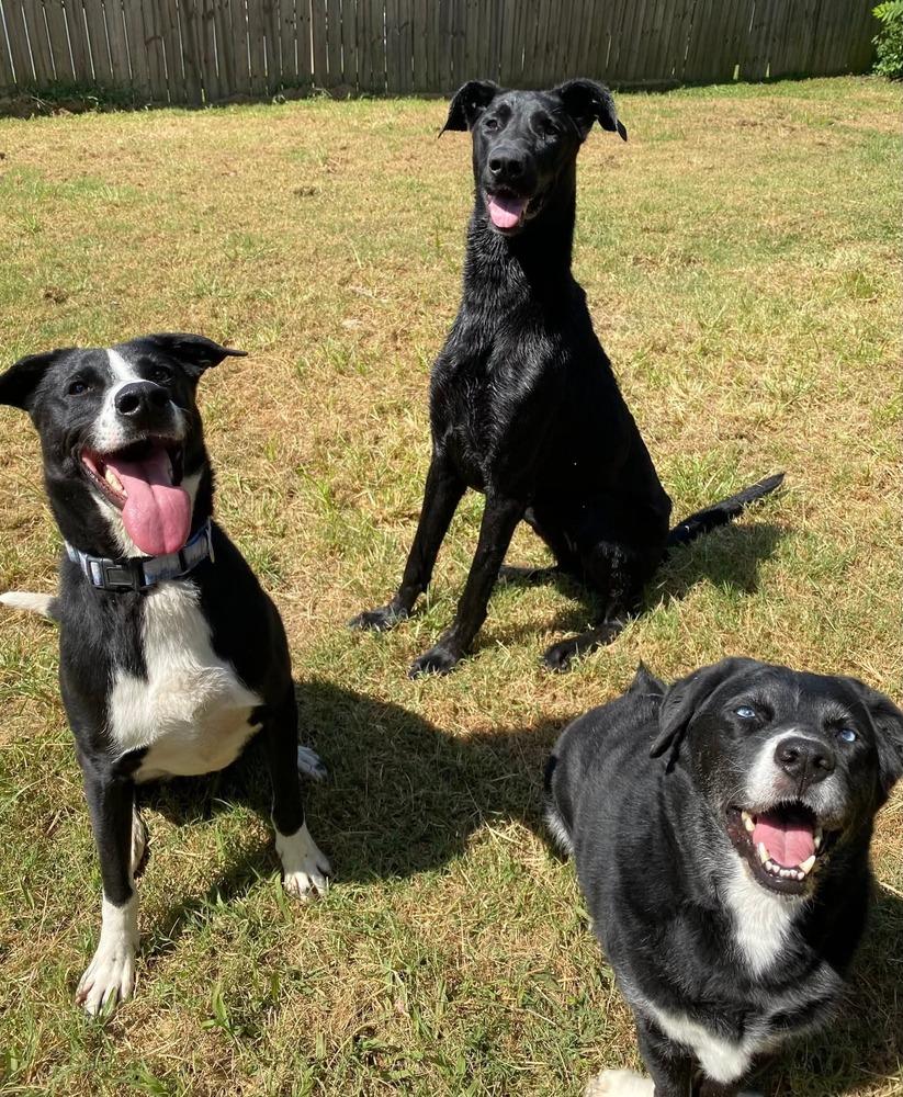 Enlarge Scarlett, a Adoptable mixed breed in Evansville, IN image 6/6