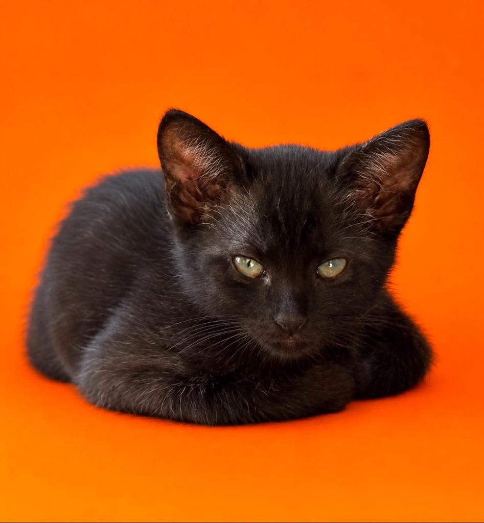 Kitten 6, Adoptable, Kitten Male Domestic Short Hair.