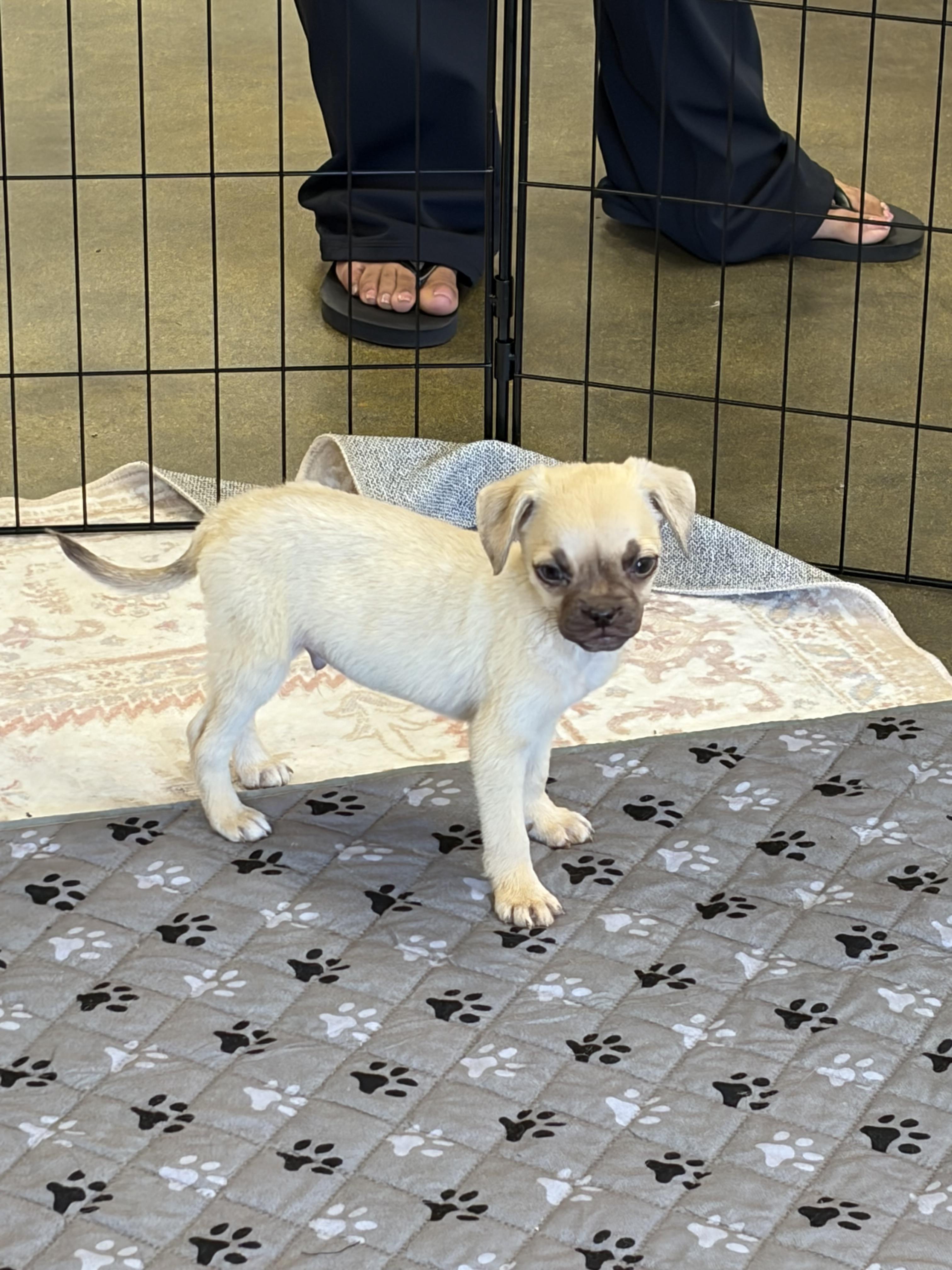 Euro, a ADOPTABLE mixed breed in Corona, CA image 2/4