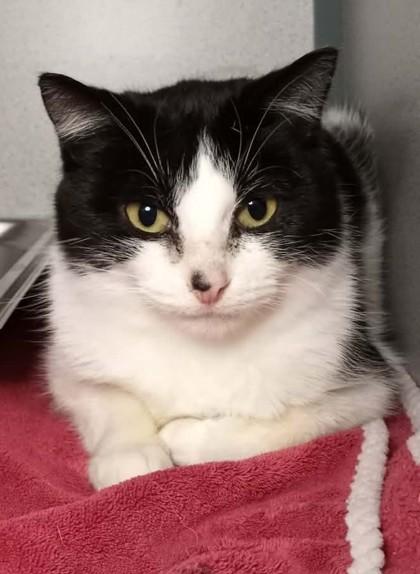 Enlarge Oreo, a ADOPTABLE Domestic Short Hair in Waupaca, WI image 1/1