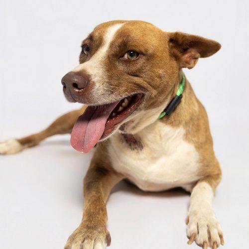 Shortbread, Adoptable, Young Male American Staffordshire Terrier.