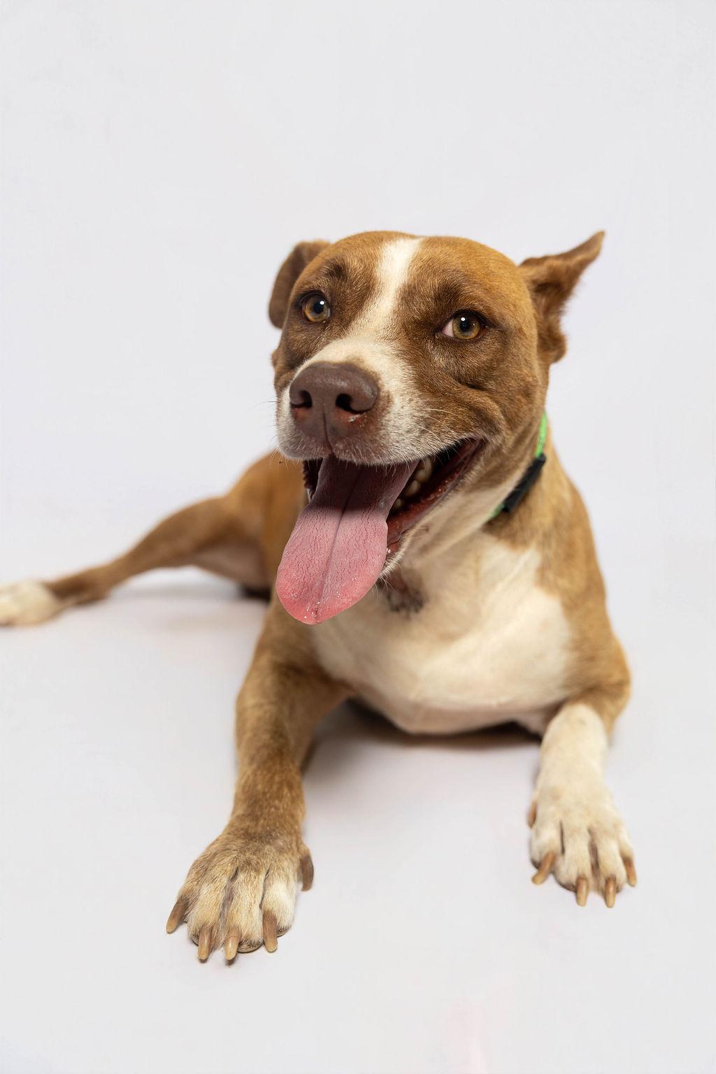 Shortbread, a Adoptable American Staffordshire Terrier in Sullivan City, TX image 2/2