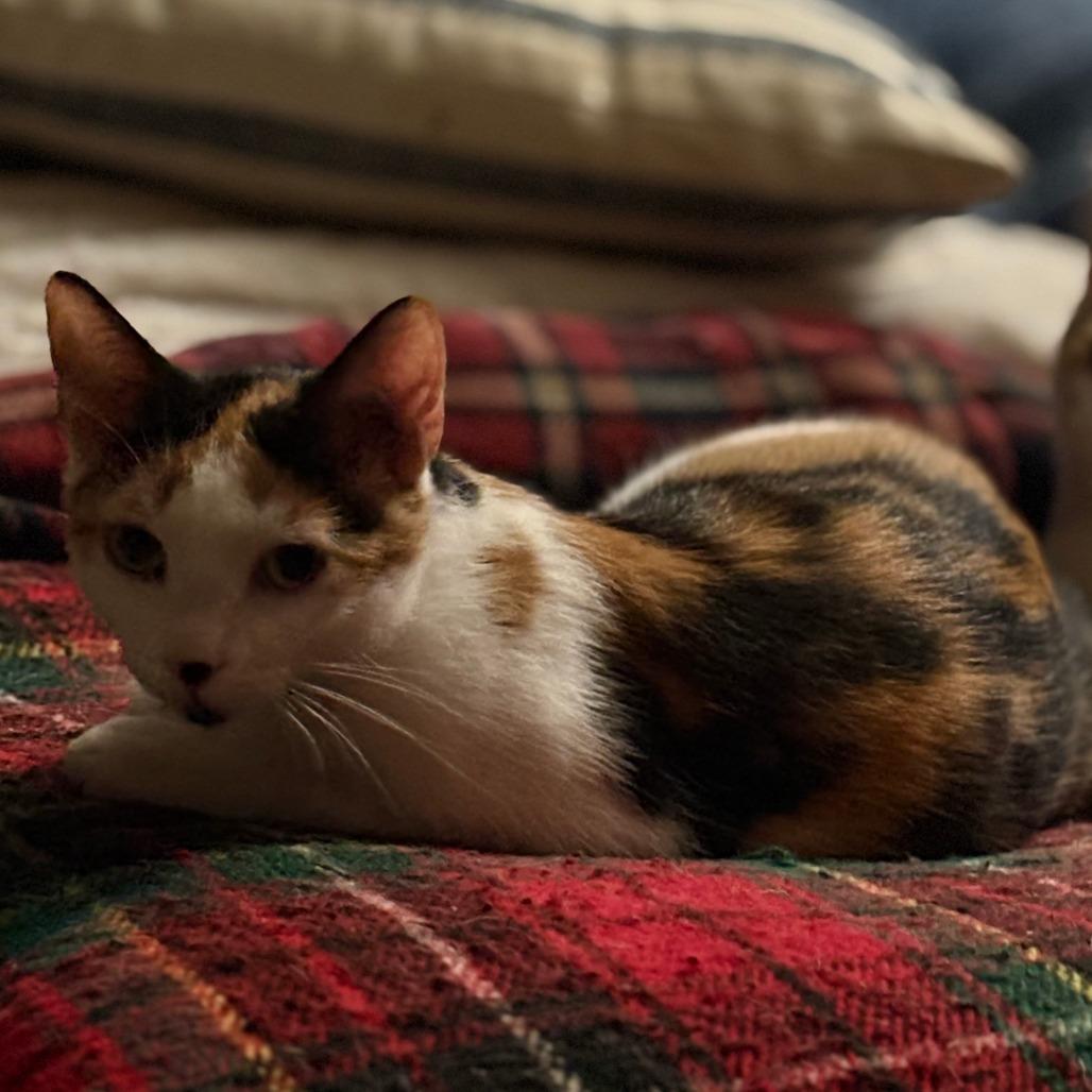 Bexley, a Adoptable Domestic Short Hair in Waynesboro, PA image 1/2