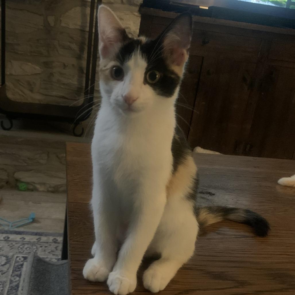 Bexley, Adoptable, Young Female Domestic Short Hair.