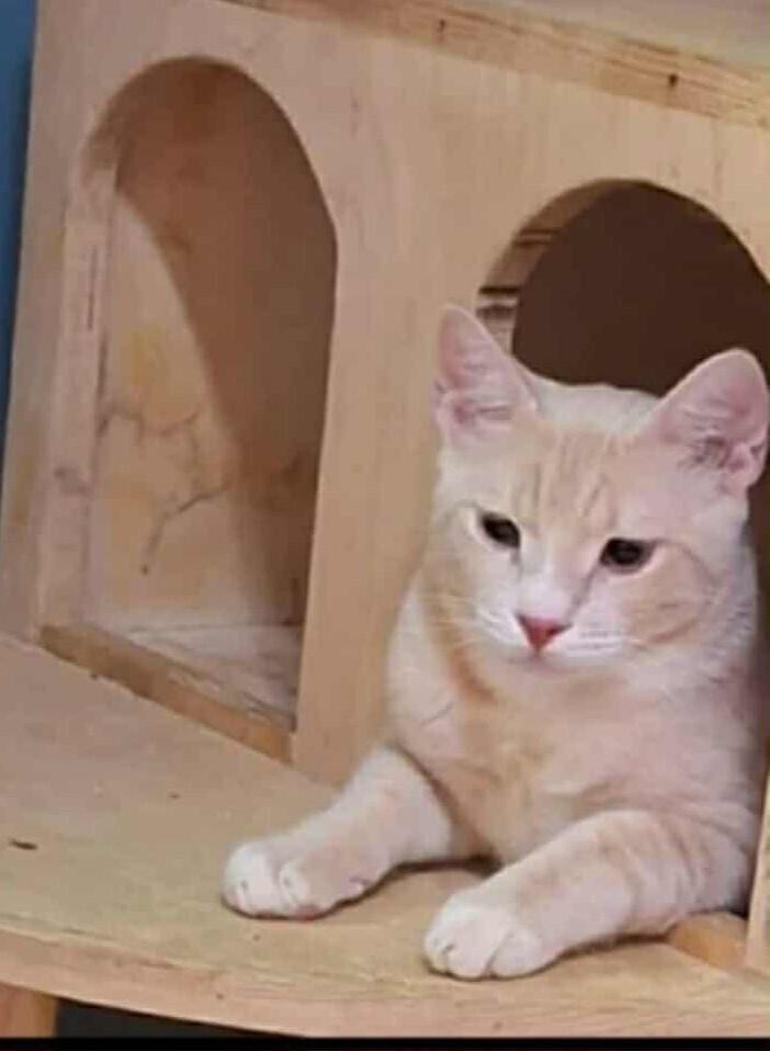 MeshMesh, Adoptable, Young Male Egyptian Mau & Persian.