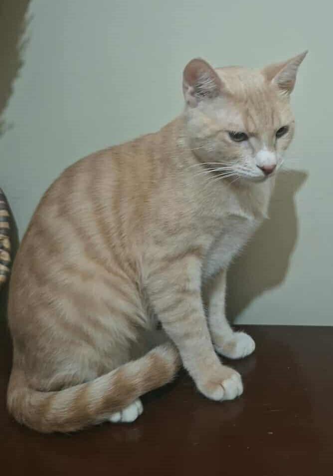 Enlarge MeshMesh, a Adoptable mixed breed in WOLCOTT, CT image 2/6