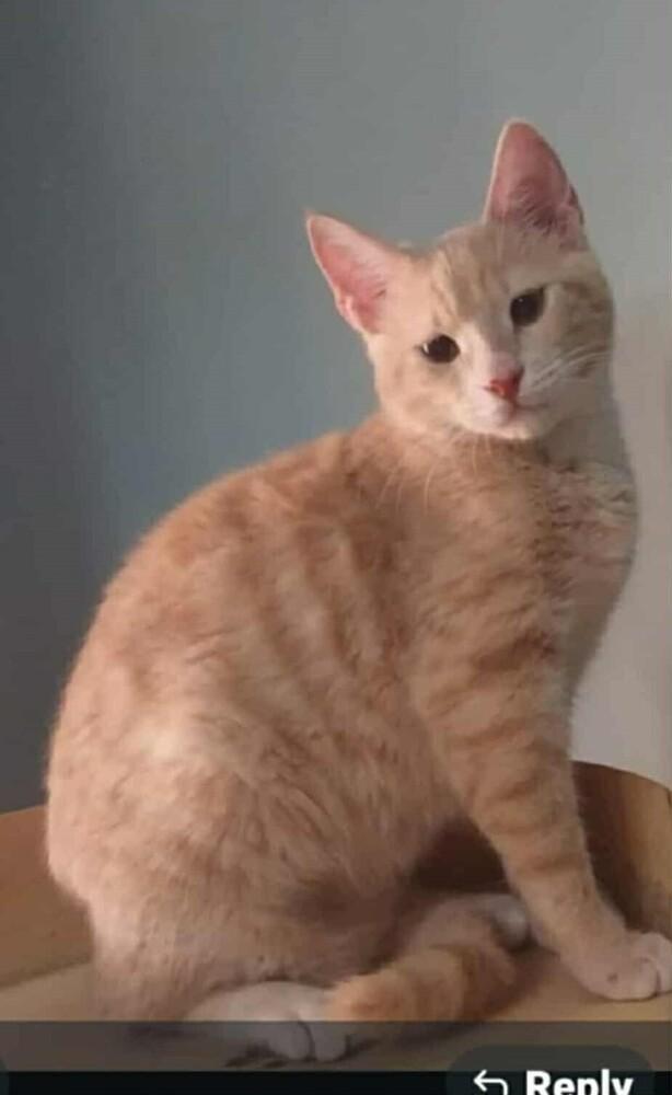 Enlarge MeshMesh, a Adoptable mixed breed in WOLCOTT, CT image 3/6