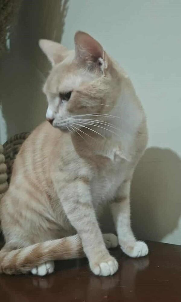 Enlarge MeshMesh, a Adoptable mixed breed in WOLCOTT, CT image 5/6