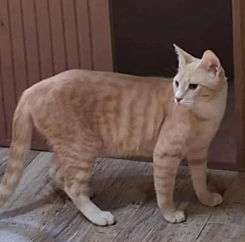 Enlarge MeshMesh, a Adoptable mixed breed in WOLCOTT, CT image 6/6