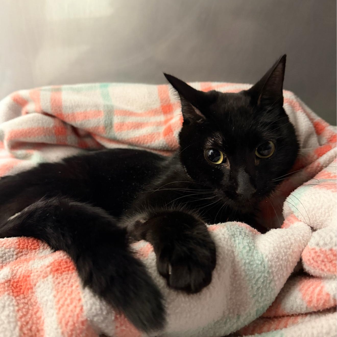 Enlarge Knox, a Adoptable American Shorthair in Vacaville, CA image 3/6