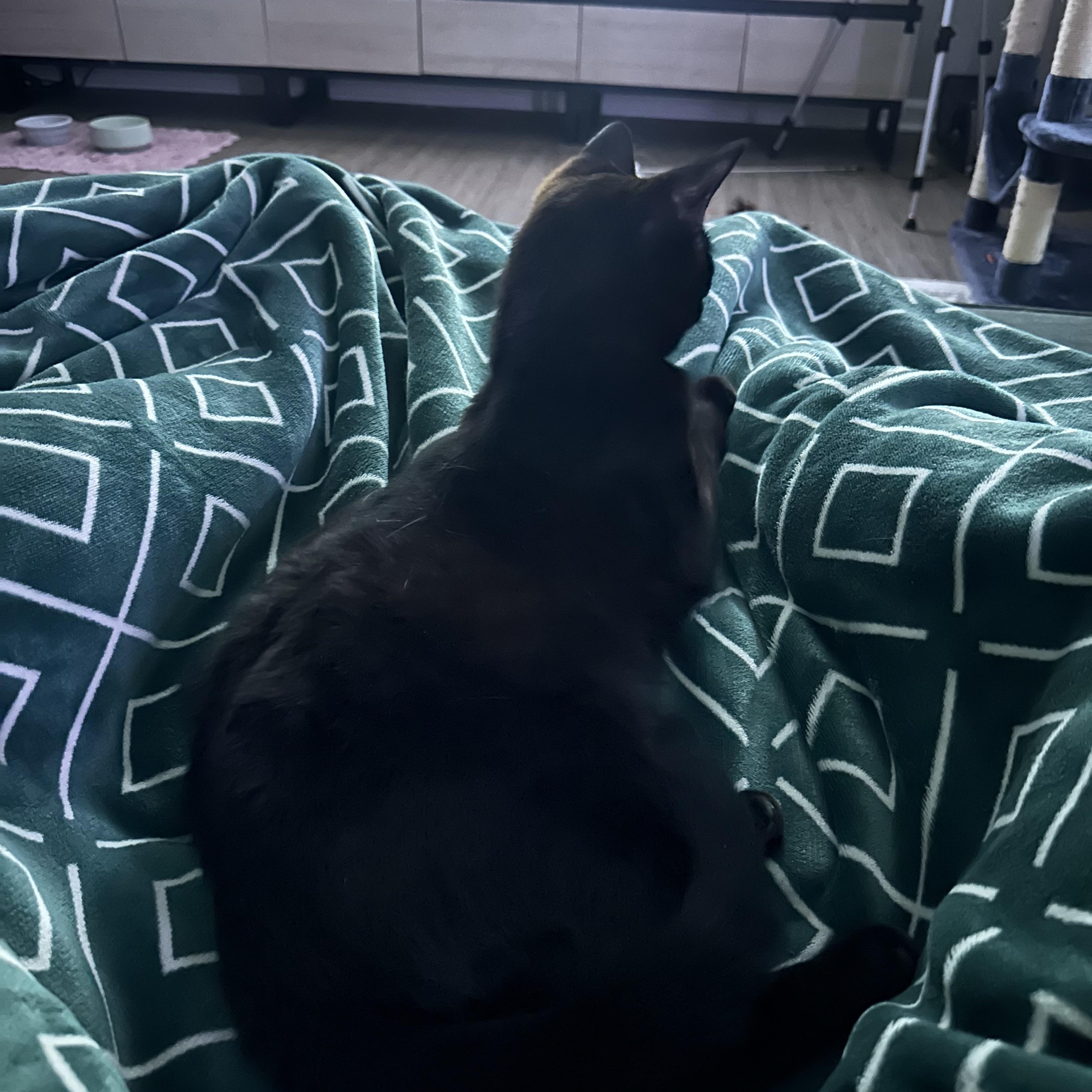 Enlarge Knox, a Adoptable American Shorthair in Vacaville, CA image 5/6
