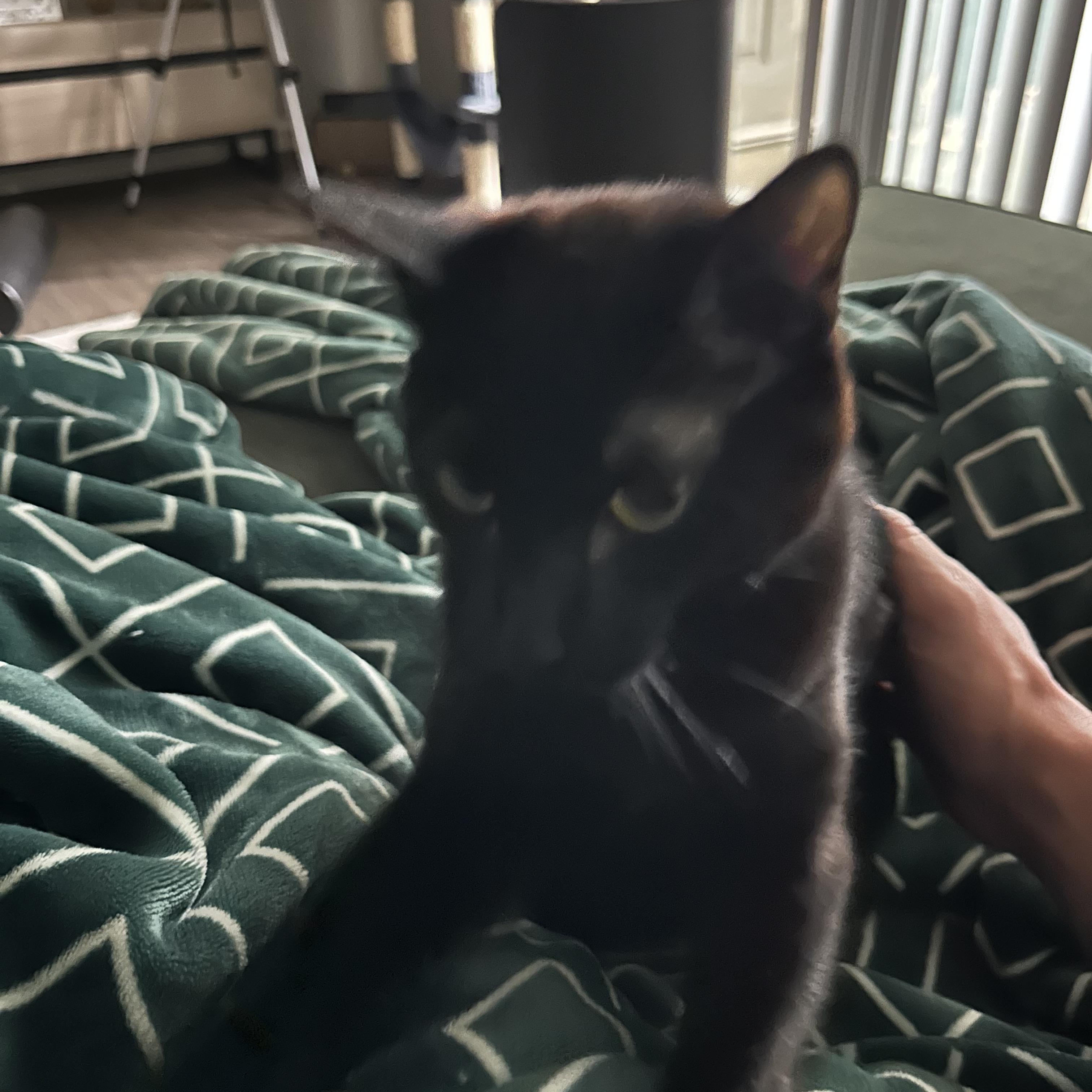 Enlarge Knox, a Adoptable American Shorthair in Vacaville, CA image 6/6