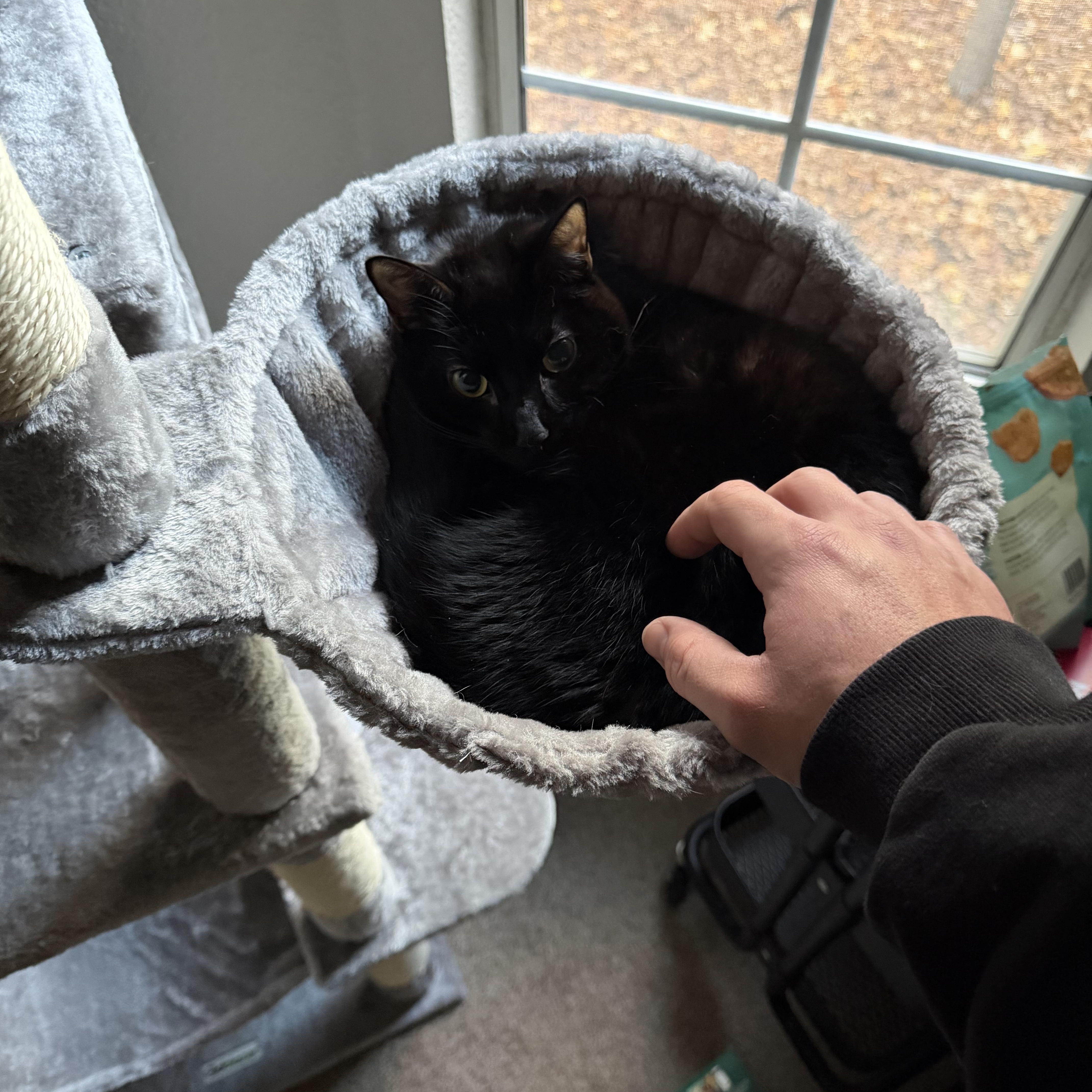 Enlarge Knox, a Adoptable American Shorthair in Vacaville, CA image 4/6
