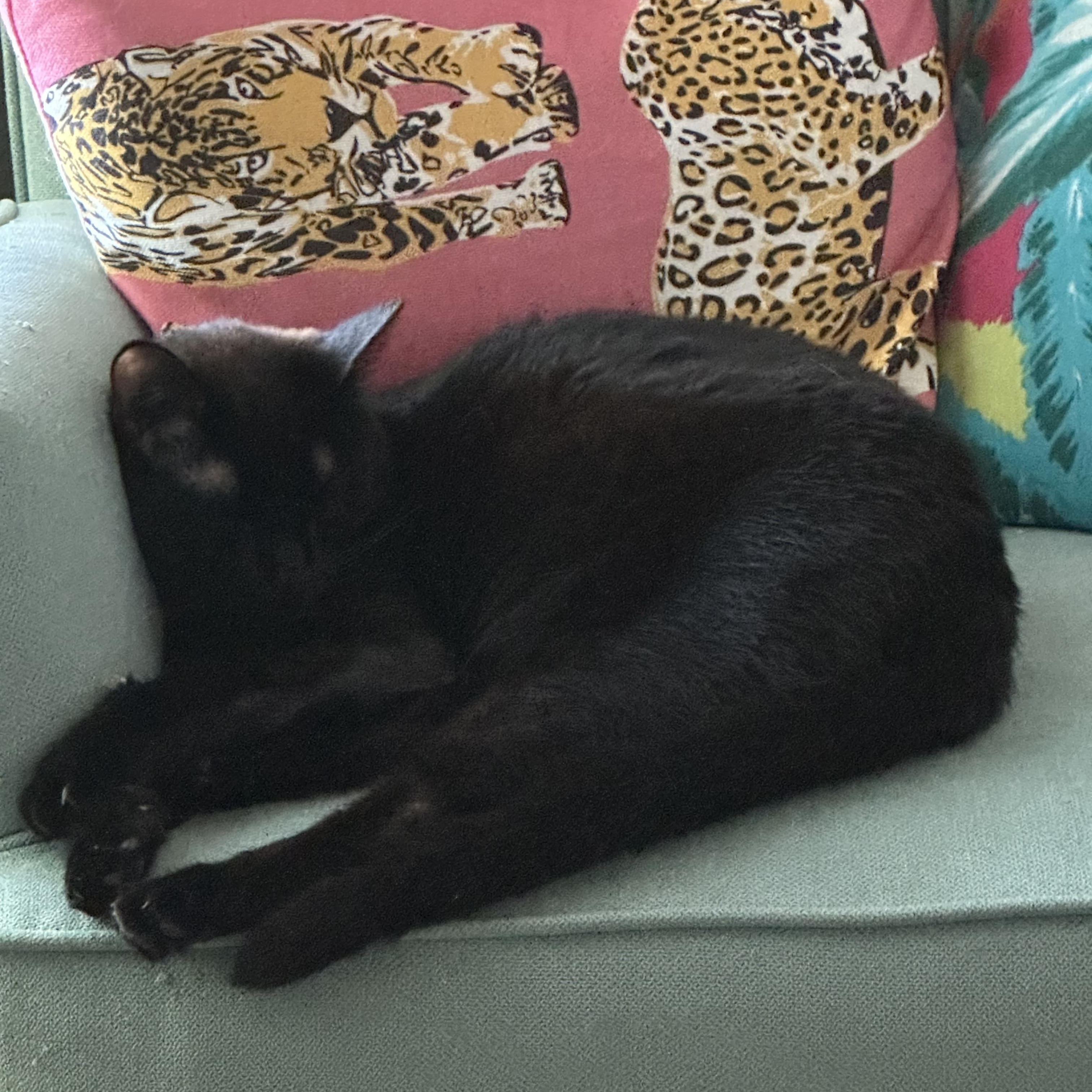 Enlarge Knox, a Adoptable American Shorthair in Vacaville, CA image 2/6
