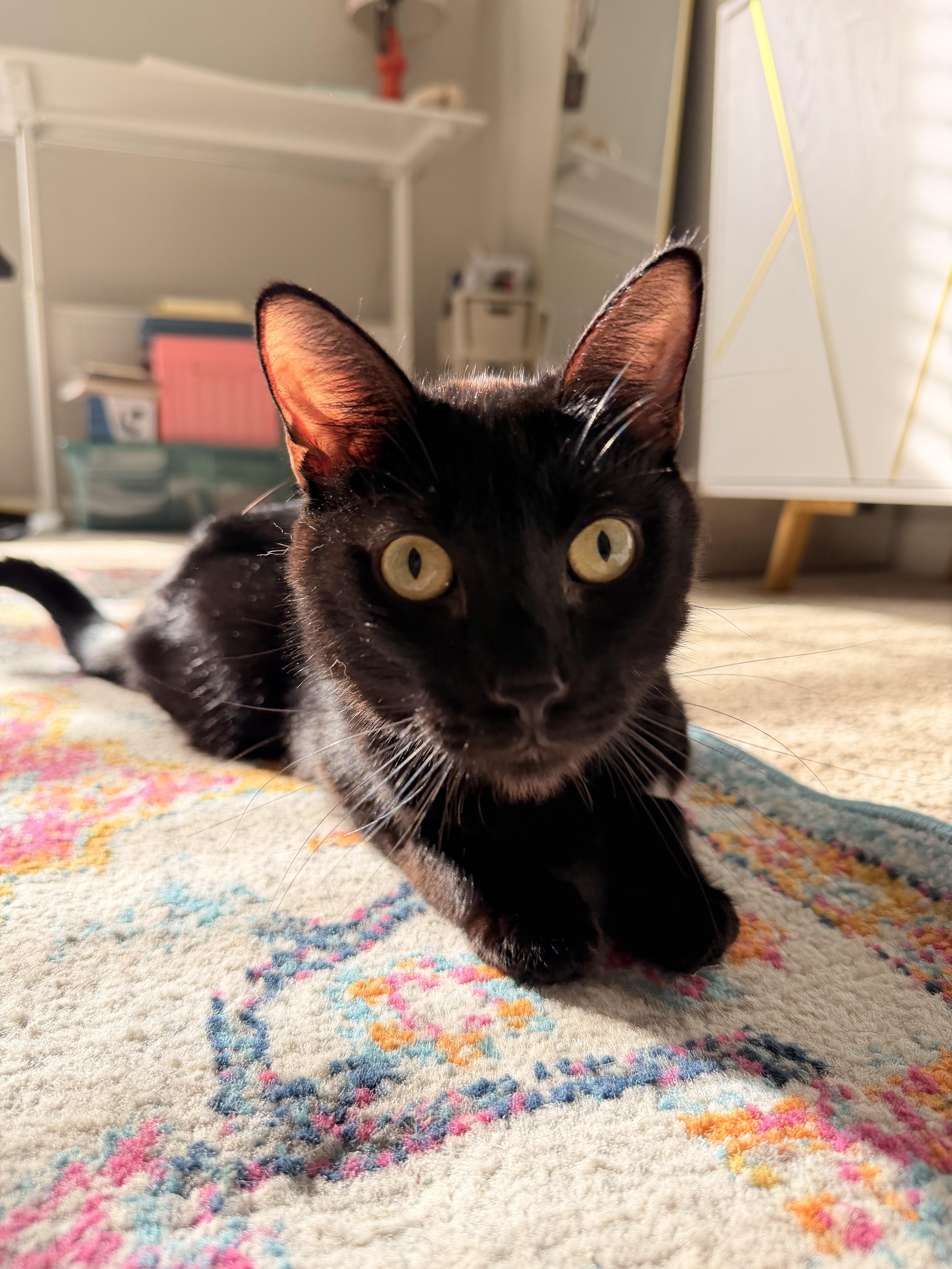 Knox, Adoptable, Adult Male American Shorthair.