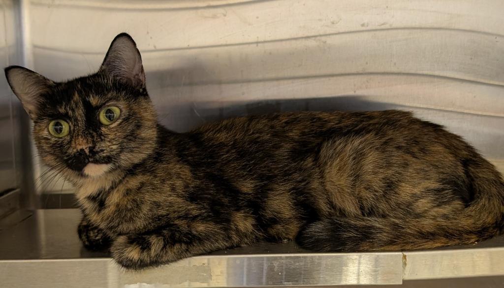 Enlarge Rose, a Adopted mixed breed in Havre, MT image 1/1