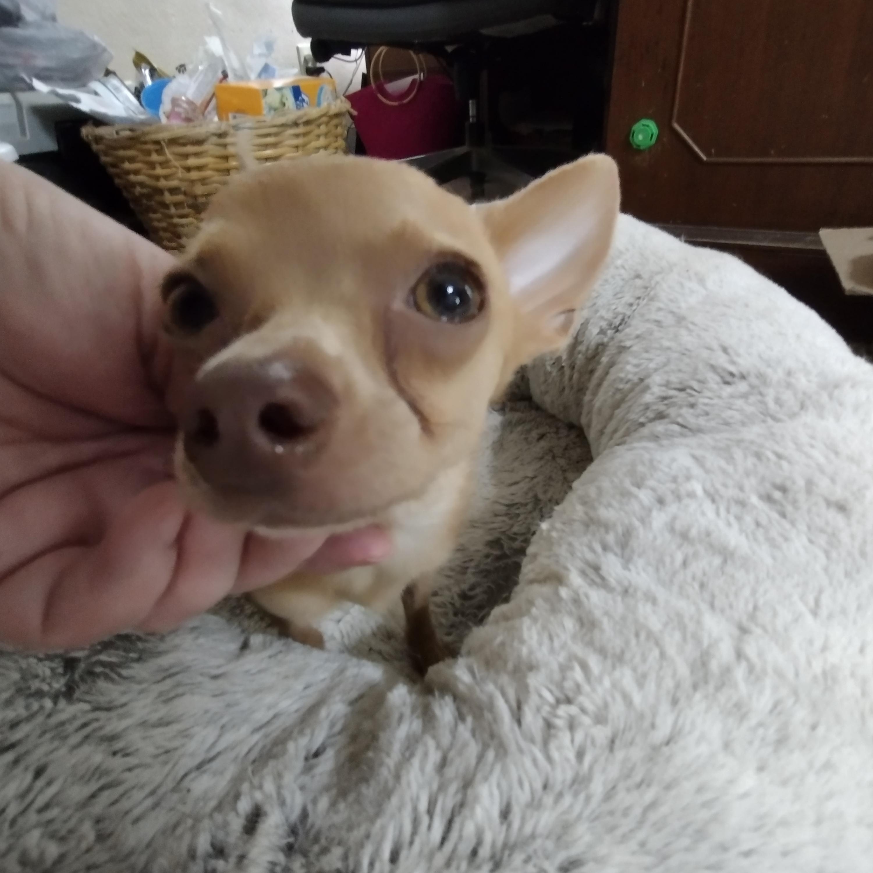 Shawn, an adopted Chihuahua in Mineola, TX image 2/2