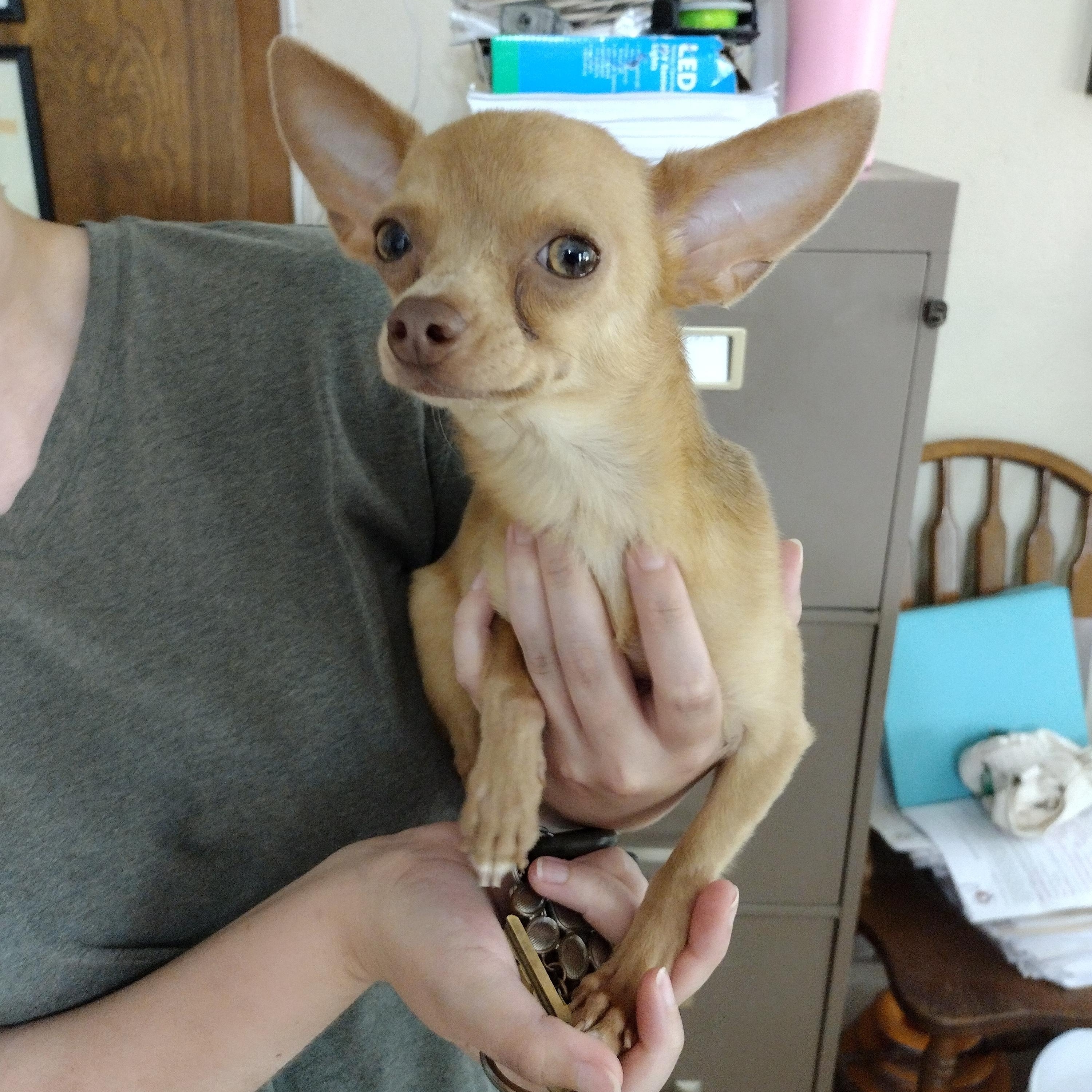 Shawn, adopted, Senior Male Chihuahua.