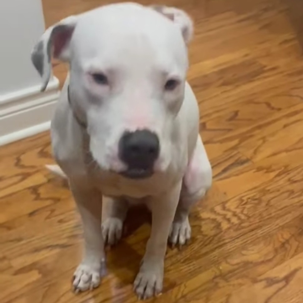 Enlarge Marky-Mark Snow AKA Odo, a Adopted mixed breed in Whitestone, NY image 3/5