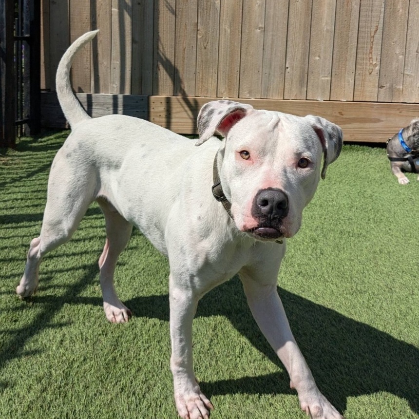 Enlarge Marky-Mark Snow AKA Odo, a Adopted mixed breed in Whitestone, NY image 4/5