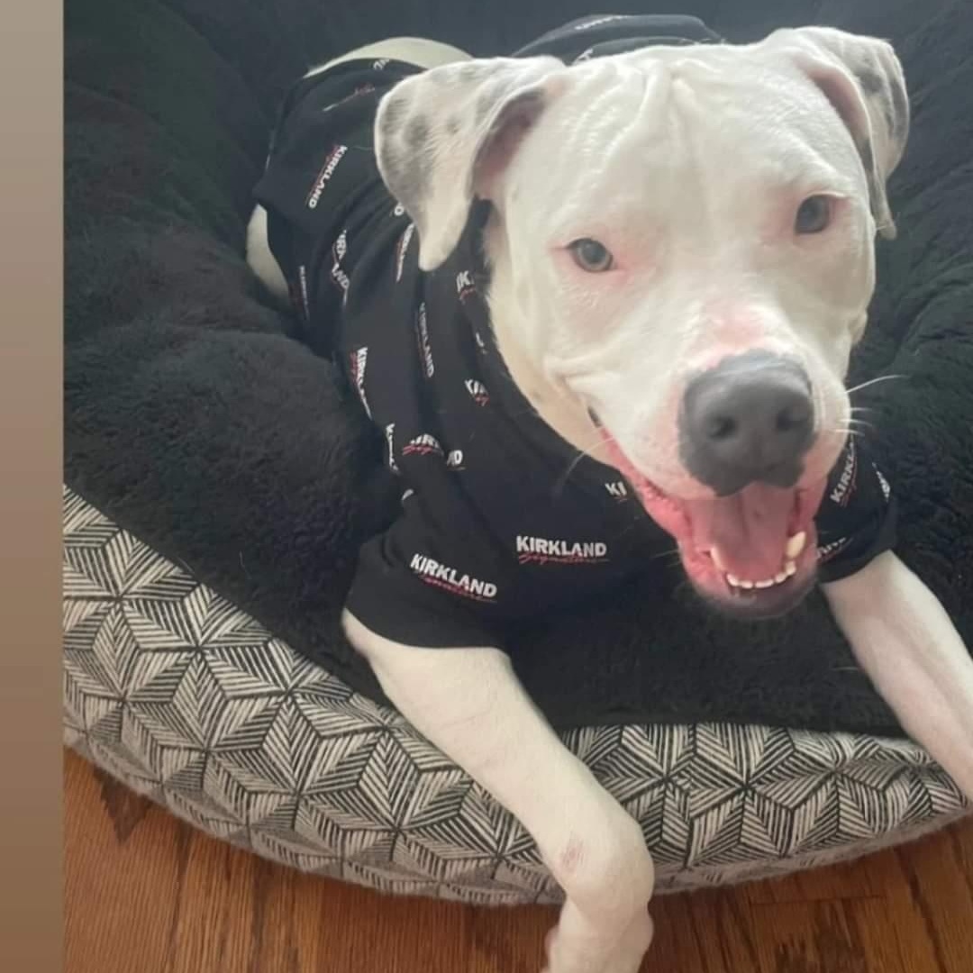 Marky-Mark Snow AKA Odo, Adopted, Young Male American Staffordshire Terrier.