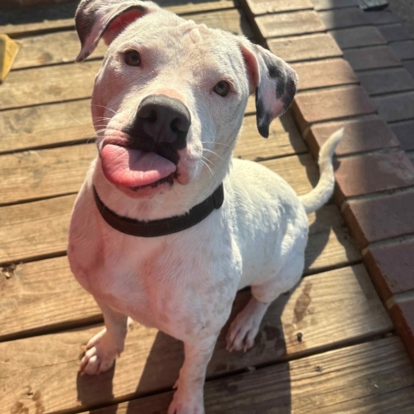 Enlarge Marky-Mark Snow AKA Odo, a Adopted mixed breed in Whitestone, NY image 2/5