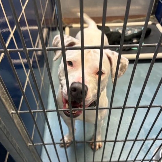 Enlarge Marky-Mark Snow AKA Odo, a Adopted mixed breed in Whitestone, NY image 5/5