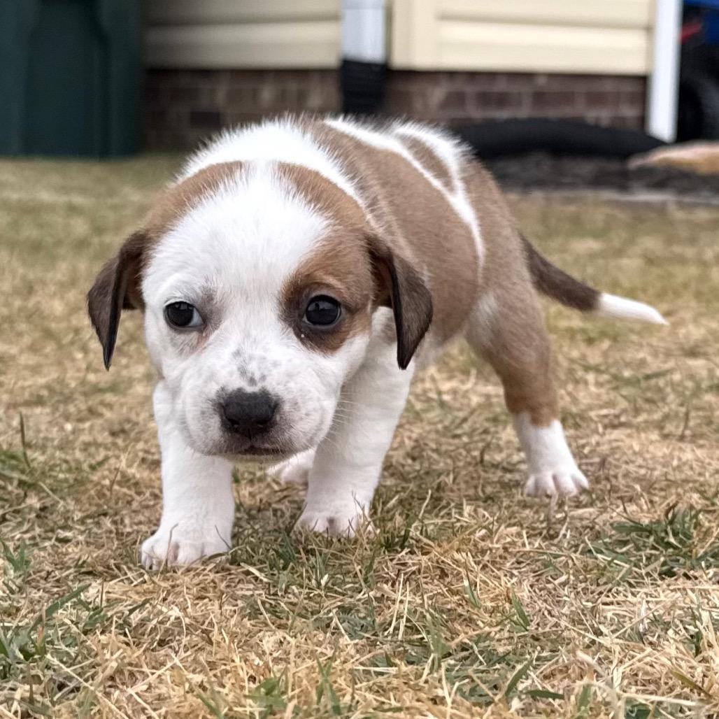 Muffin, Adoptable, Puppy Female Mixed Breed.