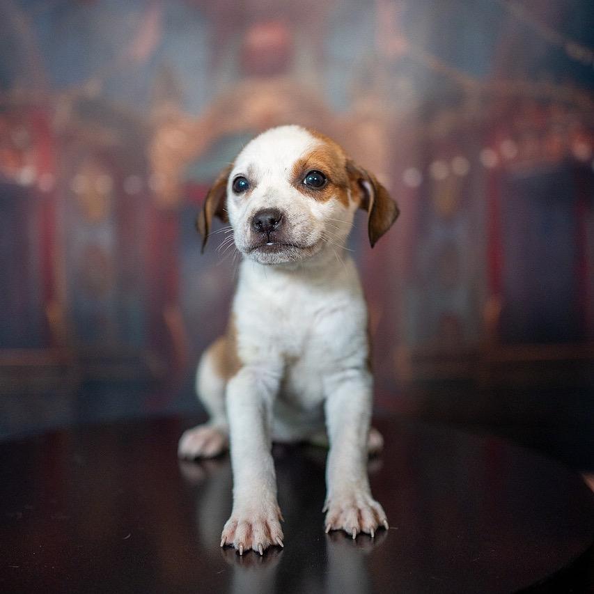 Muffin, a Adoptable Mixed Breed in Aberdeen, NC image 2/6