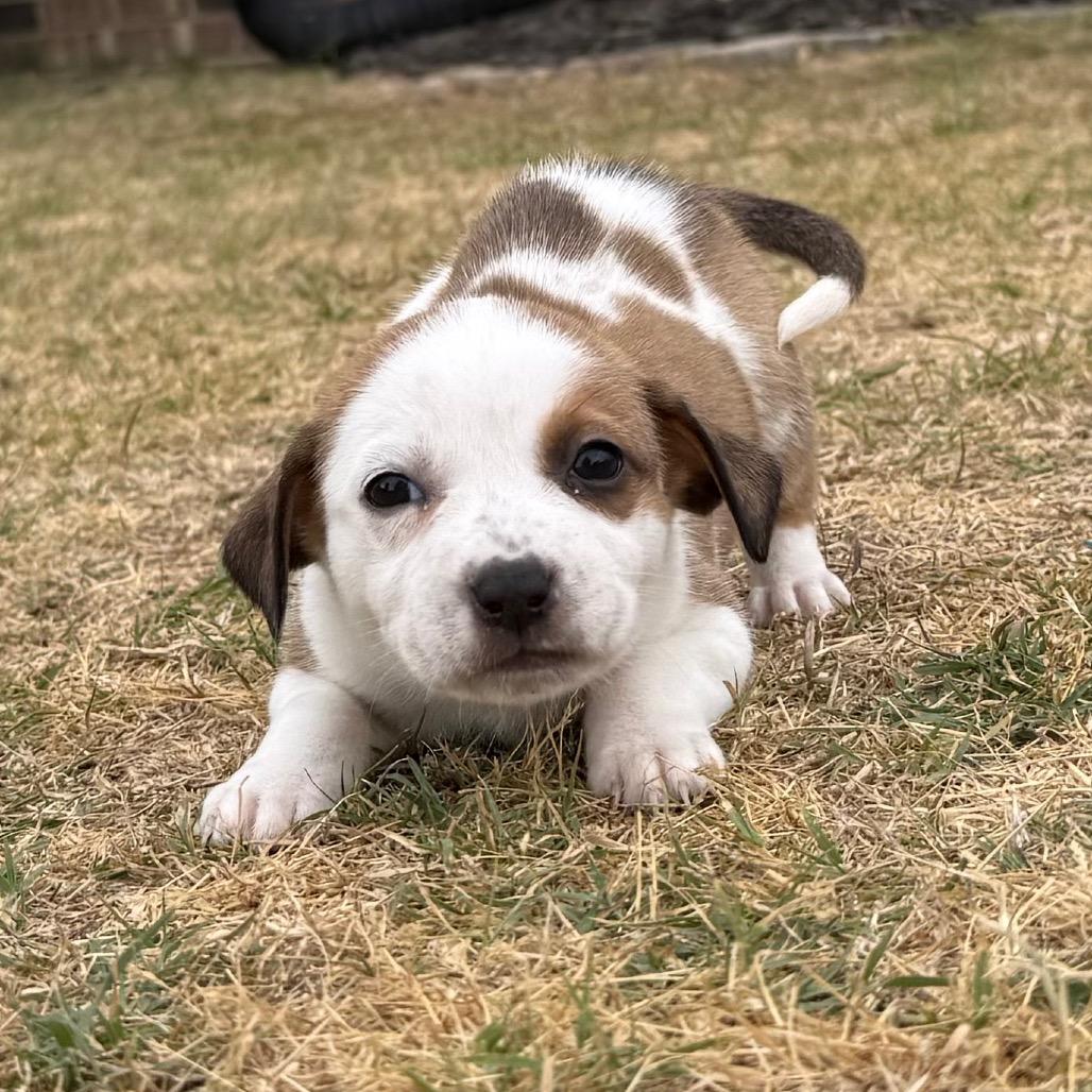 Muffin, a Adoptable Mixed Breed in Aberdeen, NC image 3/6
