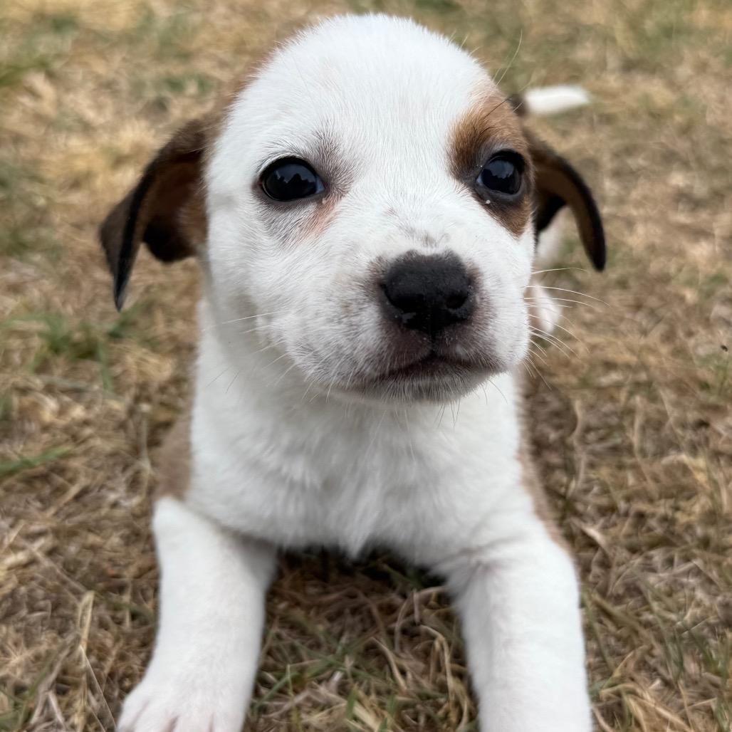 Muffin, a Adoptable Mixed Breed in Aberdeen, NC image 4/6
