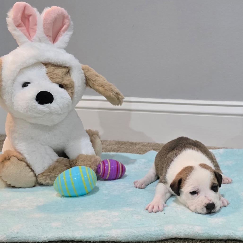 Muffin, a Adoptable Mixed Breed in Aberdeen, NC image 5/6