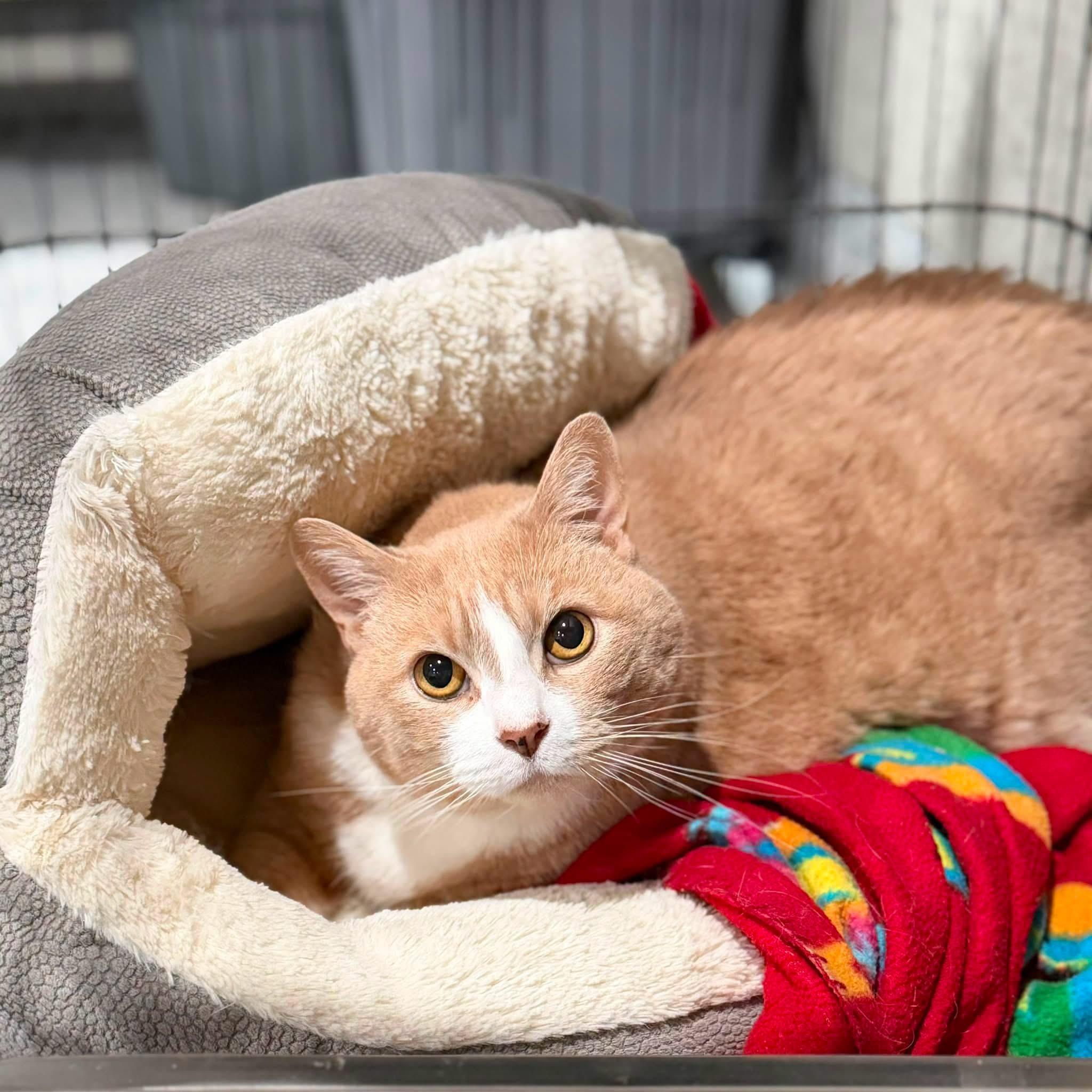 Loki, ADOPTABLE, Senior Male Domestic Short Hair.